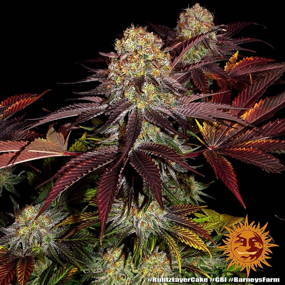 Miniaturbild: Barney´s Farm | Cannabissamen | Runtz x Layer Cake | 3 Stk.