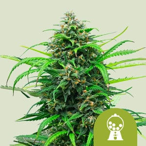 Miniaturbild: Royal Queen Seeds / iGrowCan / All in One Grow-Kit / versch. Sorten 