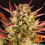 Miniaturbild: Barney´s Farm | Cannabissamen | Dos Si Dos Auto | 3 Stk.