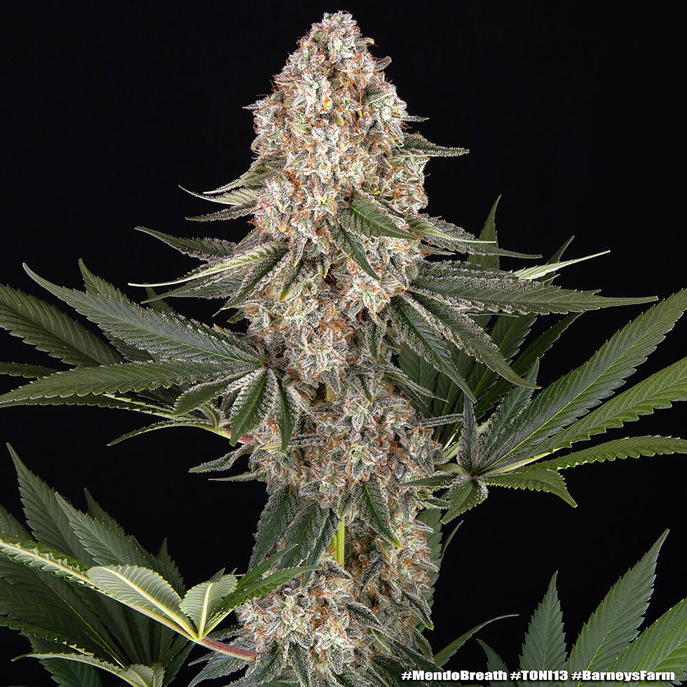 Miniaturbild: Barney´s Farm | Cannabissamen | Mendo Breath | 3 Stk.
