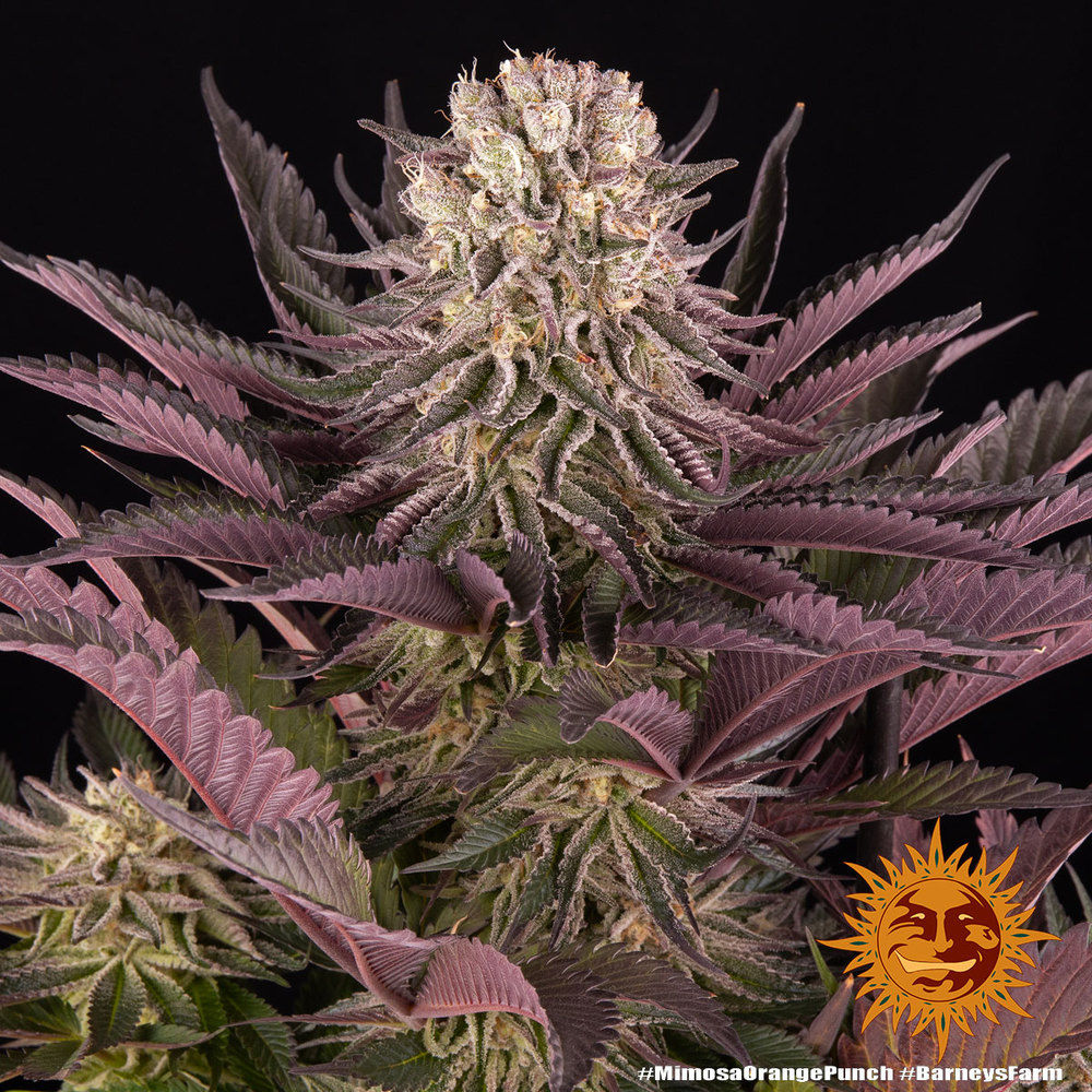 Barney´s Farm | Cannabissamen | Mimosa x Orange Punch | 3 Stk.