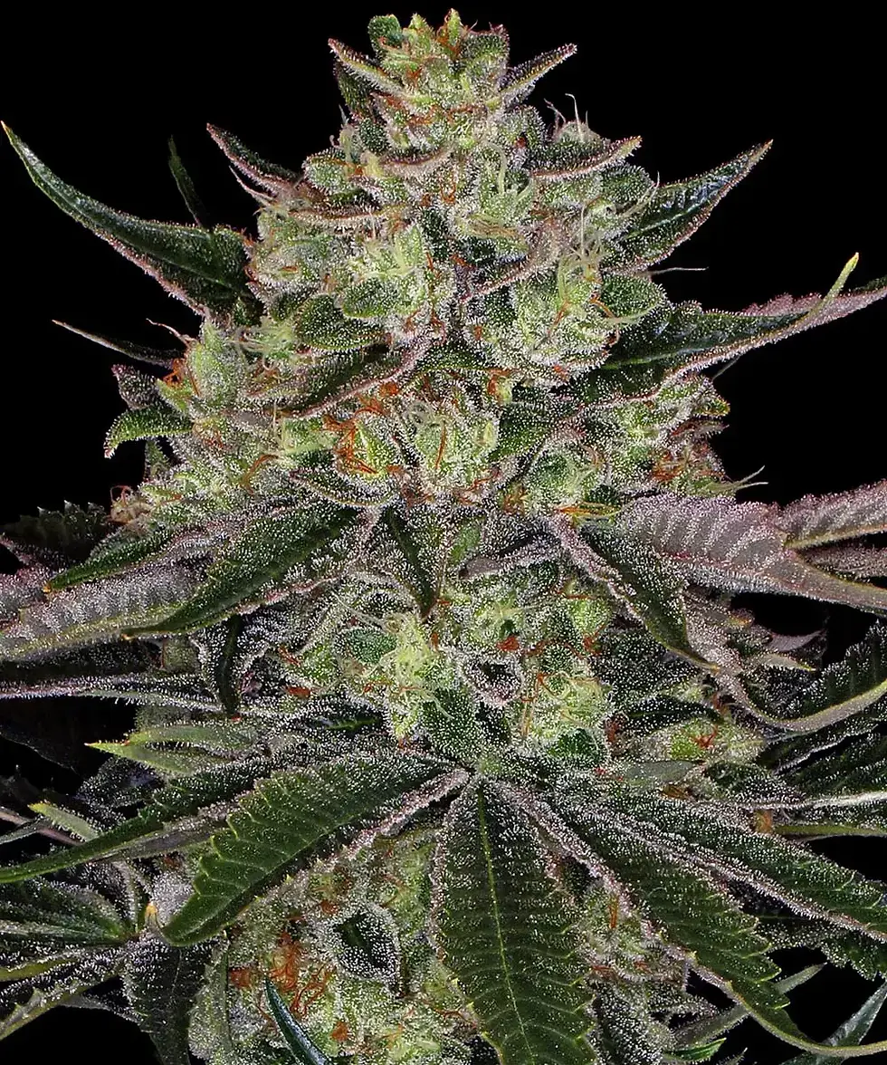Miniaturbild: Barney´s Farm | Cannabissamen | Gorilla Zkittlez | 3 Stk.