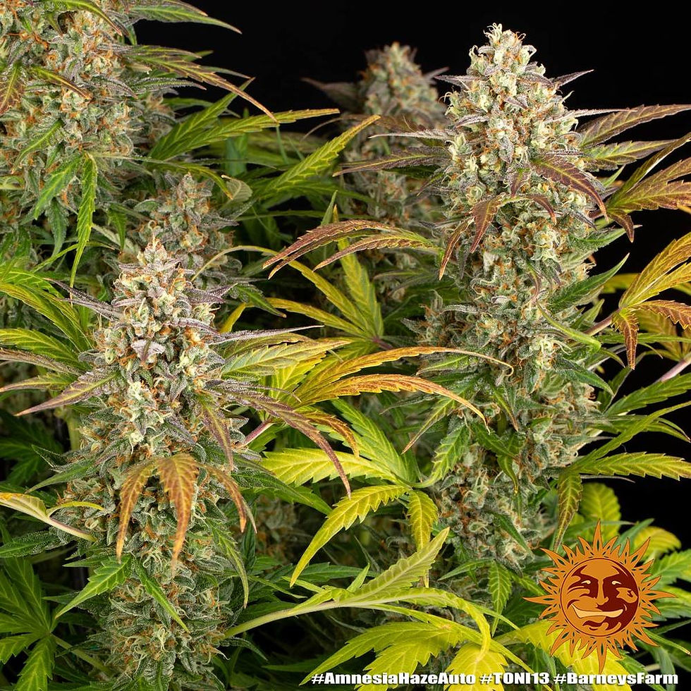 Miniaturbild: Barney´s Farm | Cannabissamen | Amnesia Haze Auto | 3 Stk.