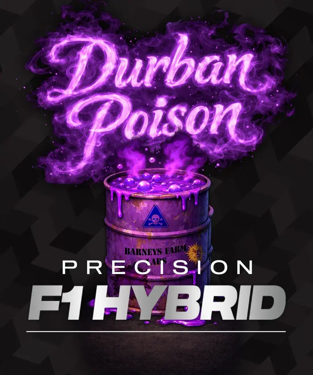 Barney´s Farm | Cannabissamen | F1 Hybrid Durban Poison | 3 Stk.