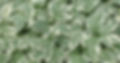 Invasive Ground Cover.jpg