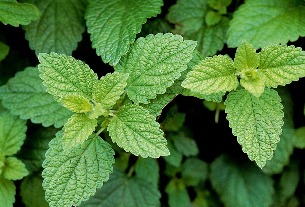 Lemon balm (Melissa officinalis) is a member of the mint family