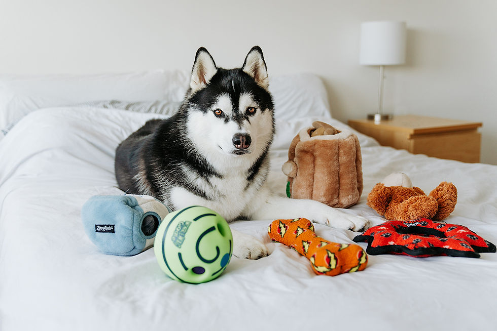 How to Choose the Best Husky Toys: A Guide for Pet Owners