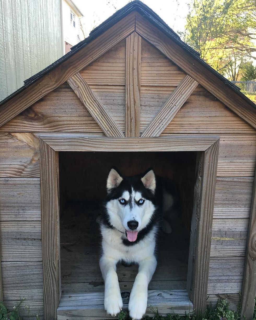 Top 3 Houses for Huskies: Which One Is Right for Your Pup?