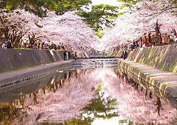 Sakura cherry blossom scenic spots visiting tour Osaka Kyoto Nara Kobe