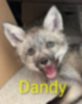 Dandy - fox pup naming