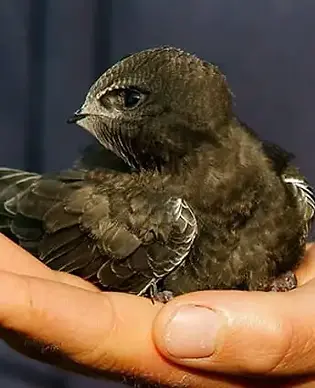 Swift-1-650x425.webp