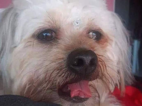 Llevan a perrito a cortarle el pelo y le cortan la lengua