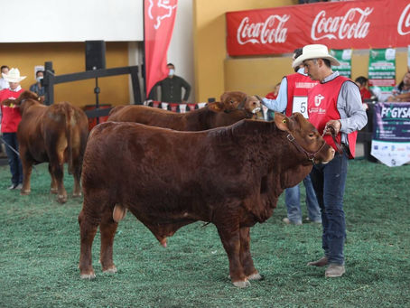 El PIB de Yucatán cayó más del 7% según dio a conocer el INEGI