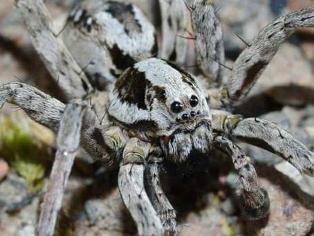 Un ejemplar que se creÃa extinto, reaparece.