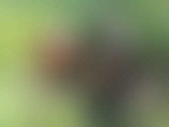 Atropellan y matan a un cocodrilo en la Costa Esmeralda