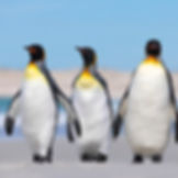 Penguins