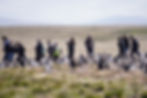 Bunch of Penguins