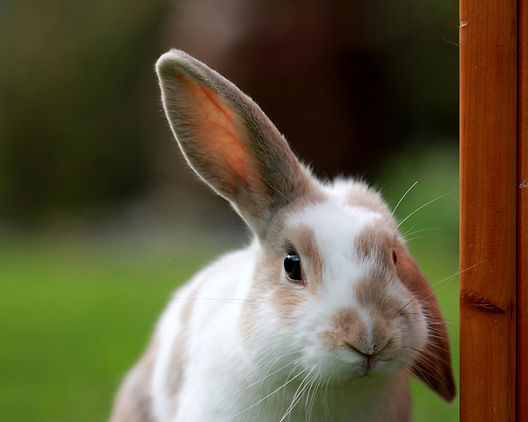cute-white-brown-rabbit-with-one-ear-up-green-field.jpg
