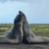 Pair of Seals
