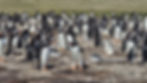 Bunch of Penguins