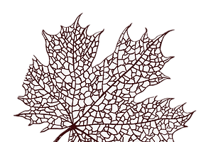 imgi_15_leaf-D1yM5qPJ_edited.png
