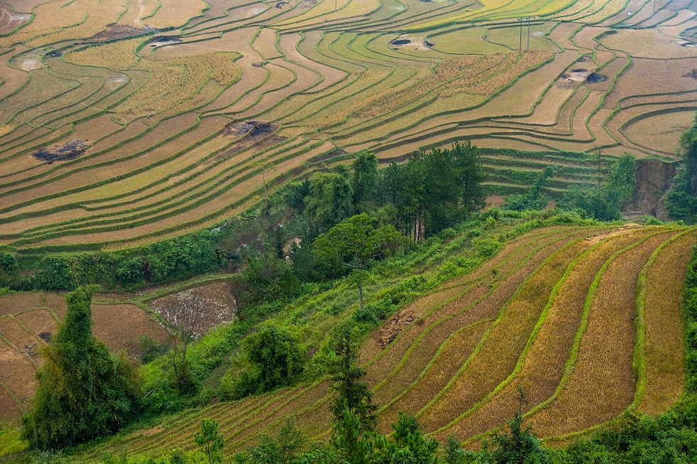 Vietnam-7713
