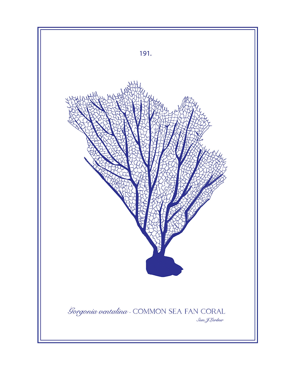 Thumbnail: Collection of 4 Coral Artworks