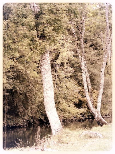 Les bords de la Sarthe