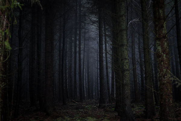 dark forest.jpeg
