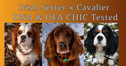 Expected Litter Banner - Fiona