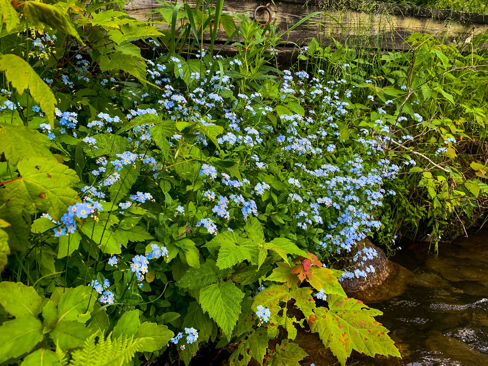 Forget-Me-Nots by Lake Shore