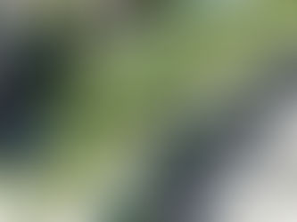 ワシントンヤシ育成状況_220920