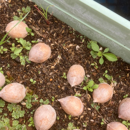 ソテツ育成状況_23/3/24