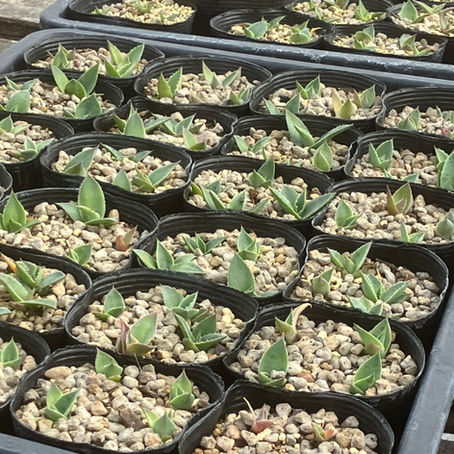  アガベ育成状況_23/4/10