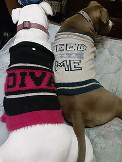 my dogs in their winter gear