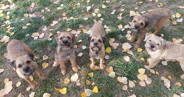 five border terriers standing in green grass and yellow leaves