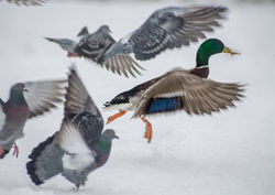 Владимир Иванов фотопроуглка 1