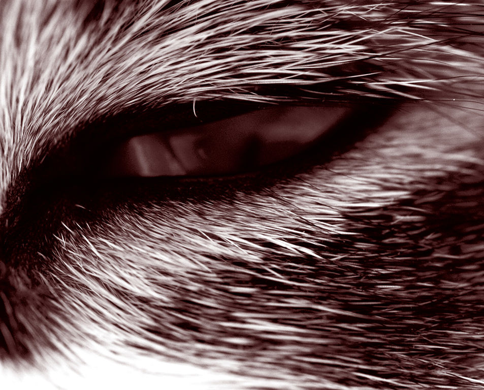 Close up of a cat's eye, half-open.