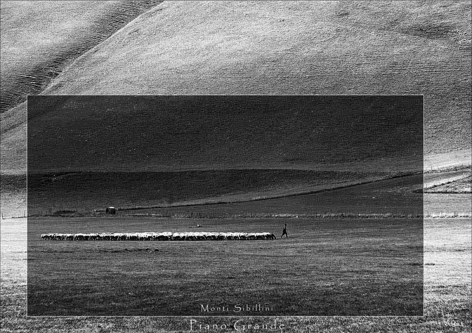 Piano Grande bei Castelluccio Perugia. Nationalpark Monti Sibillini 
Italien

Eine Herde Schafe grast in Ruhe in der Piano Grande vor der Kulisse der Berglandschaft. Die Schafe leben auf der greßen Hochebene frei und werden nur von den großen Herdenschutzhunden "betreut" und beschützt.
