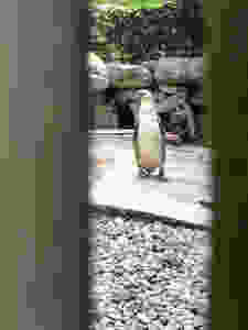 PINGUINO PARCO FAUNISTICO LE CORNELLE