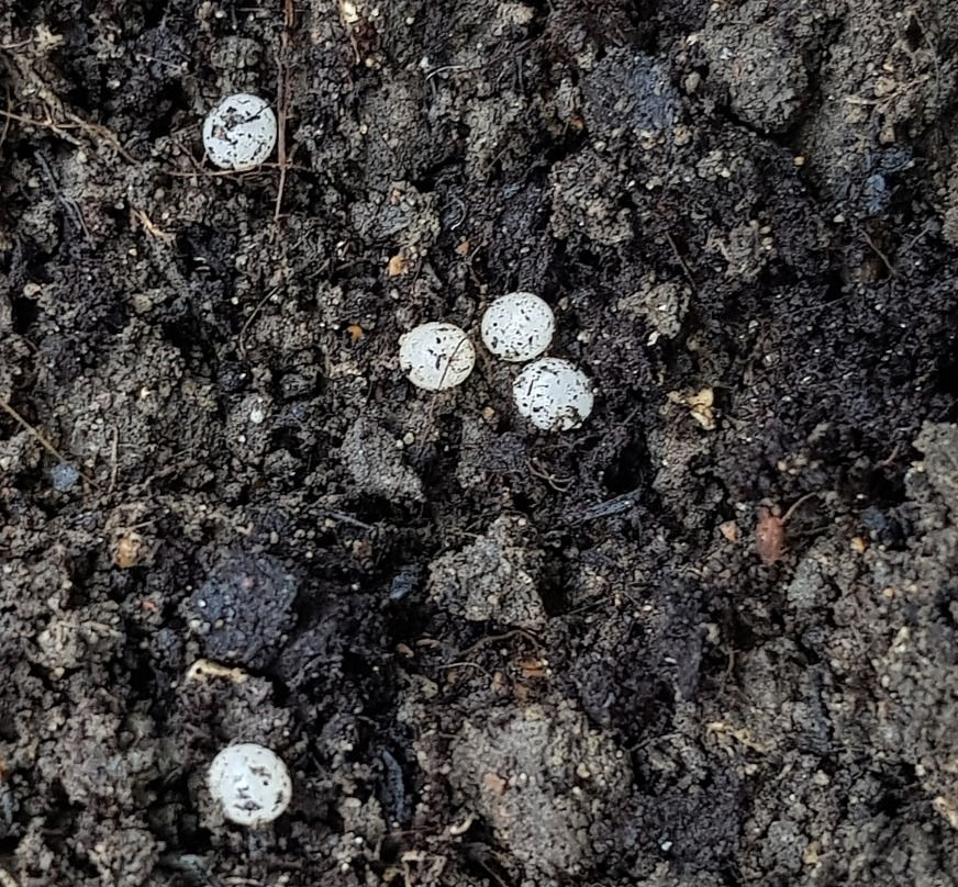 Small White Eggs In Soil What Are They