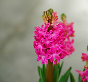 rose jacinthes