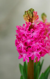 Pink Hyacinths 