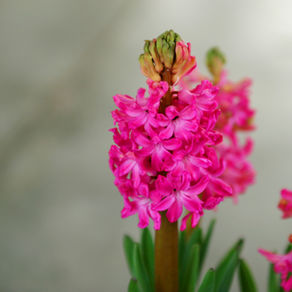 Ruby Jean McReynolds Fields