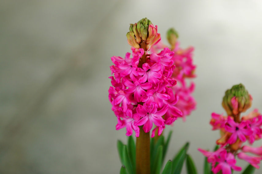 Pink Hyacinths