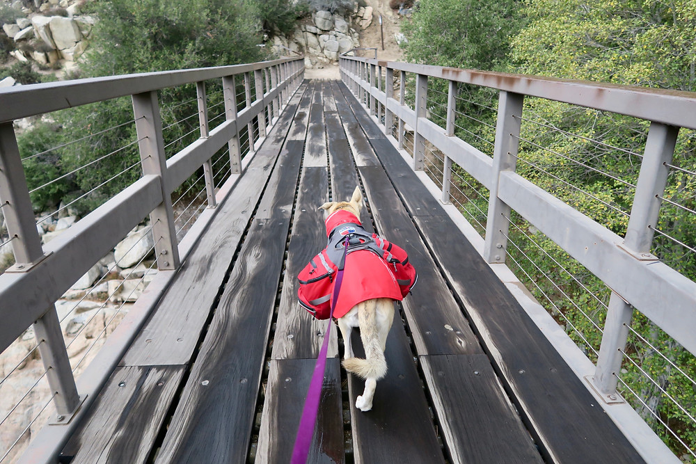 A blond brindle dog in a red coat and pack walks across a long sturdy bridge.