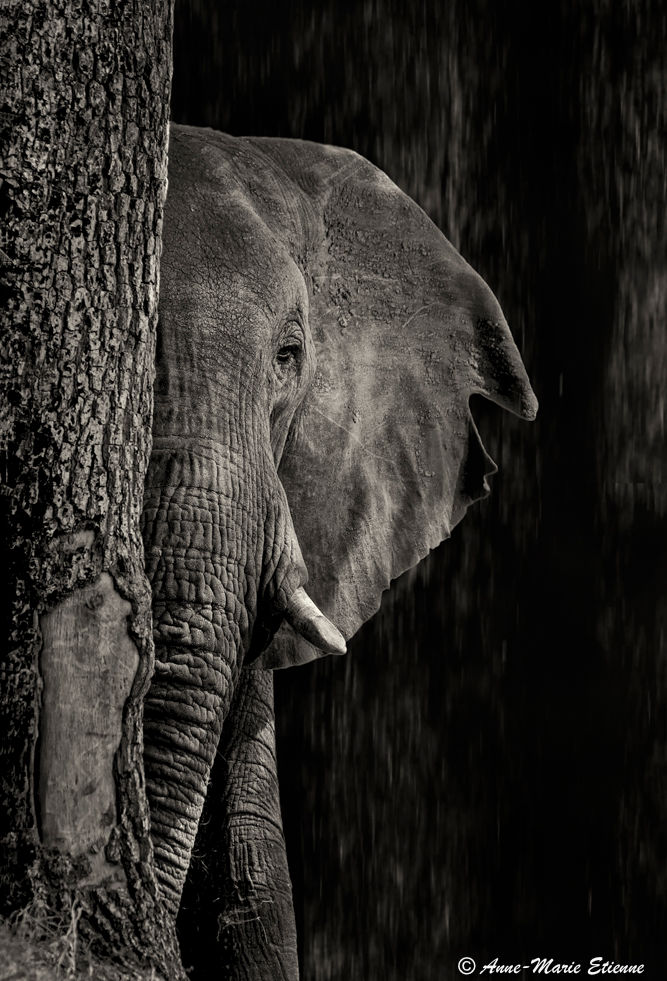  Hidden Black Ellie-1.JPG