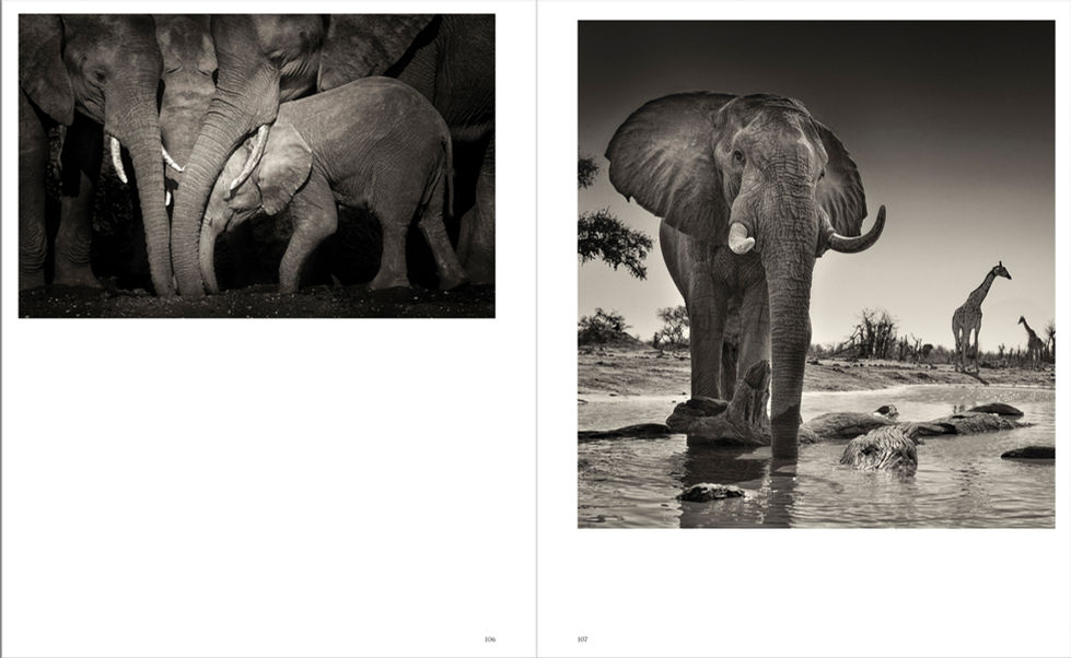 Un éléphant au Botswana