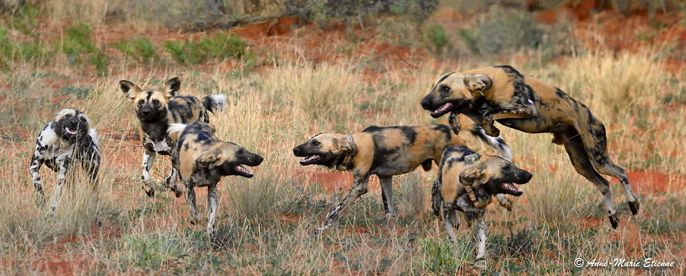 Vous avez dit chiens sauvages?