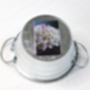 Aimant avec photographie d'une fleur de Diabolo.